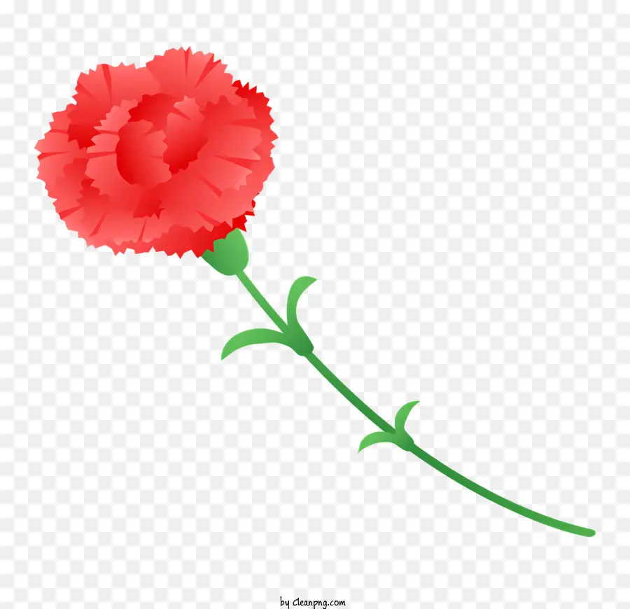 Kırmızı Karanfil，çiçek Fotoğraf PNG