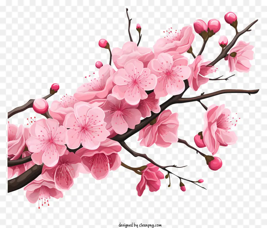 Çiçek Açan çiçeklerle Sakura Kiraz Şubesi，Sakura PNG