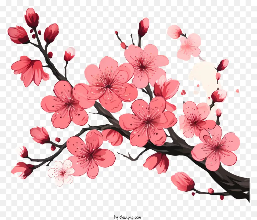 Sakura Dalları Ve çiçekler，Çiçek Kiraz Ağacı PNG