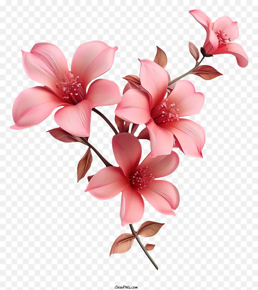Pembe çiçek，Pembe çiçekler PNG