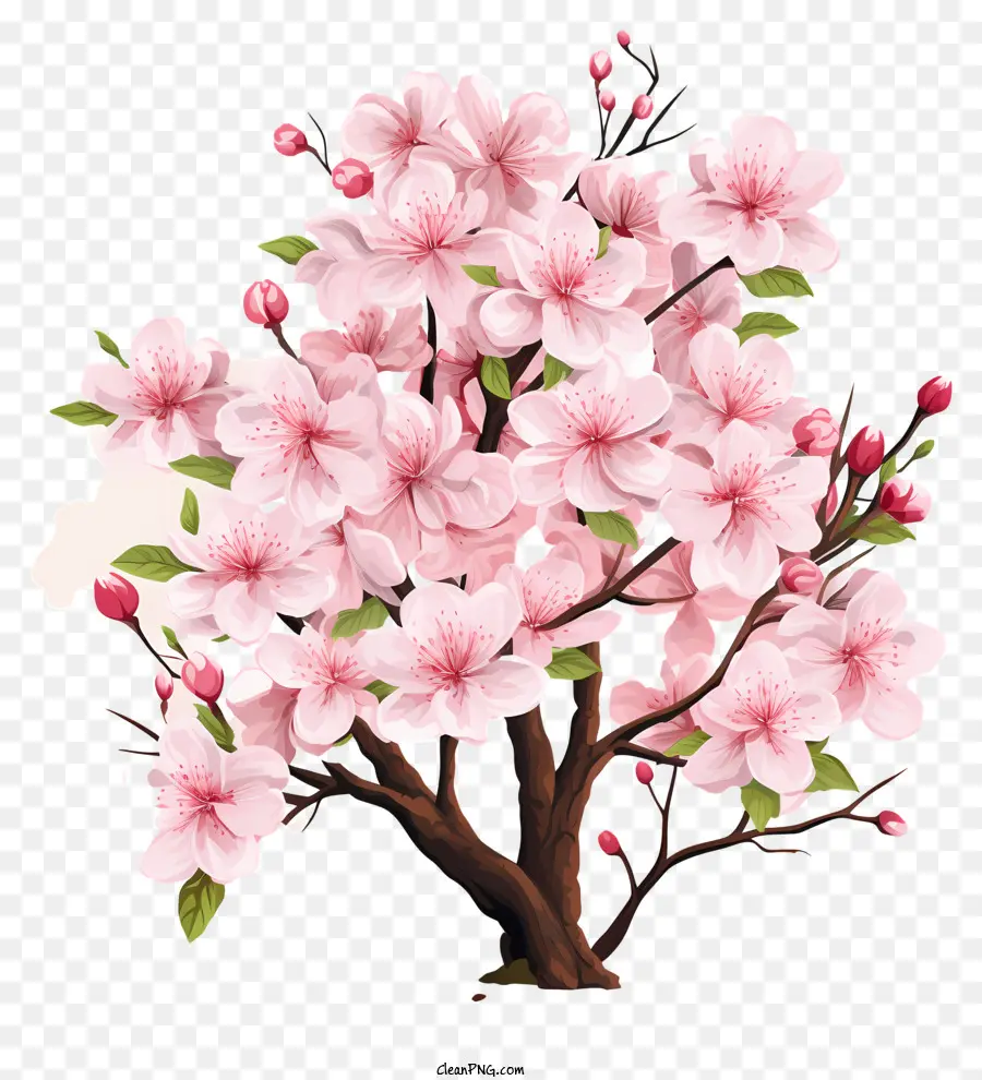 Düz Kiraz Dalı çiçeği，Kiraz Ağacı PNG
