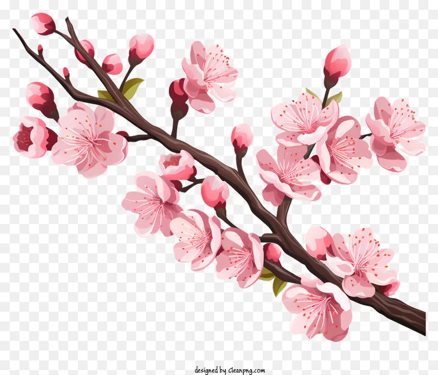 Çiçek Açan çiçeklerle Sakura Kiraz Şubesi，Kiraz çiçekleri PNG