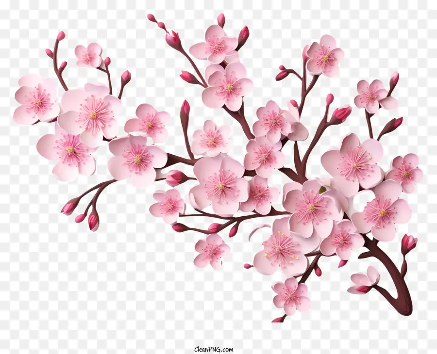 Kiraz çiçekleri Ile Boş Kağıt，Sakura PNG