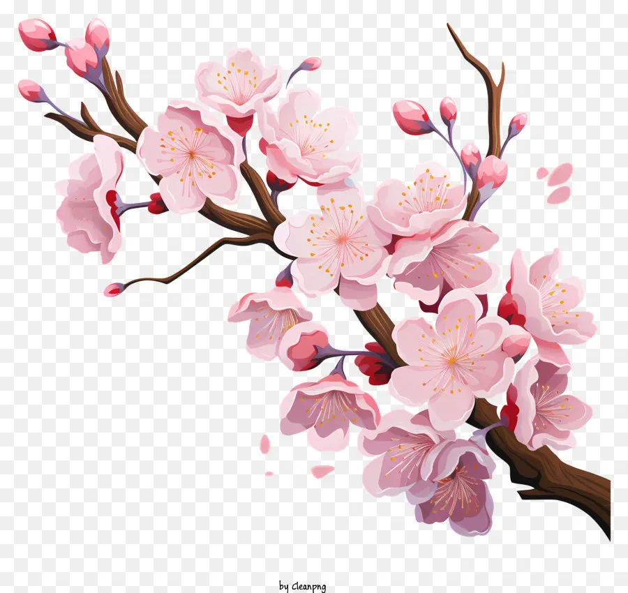 Çiçek Açan çiçeklerle Sakura Kiraz Şubesi，Kiraz Ağacı PNG
