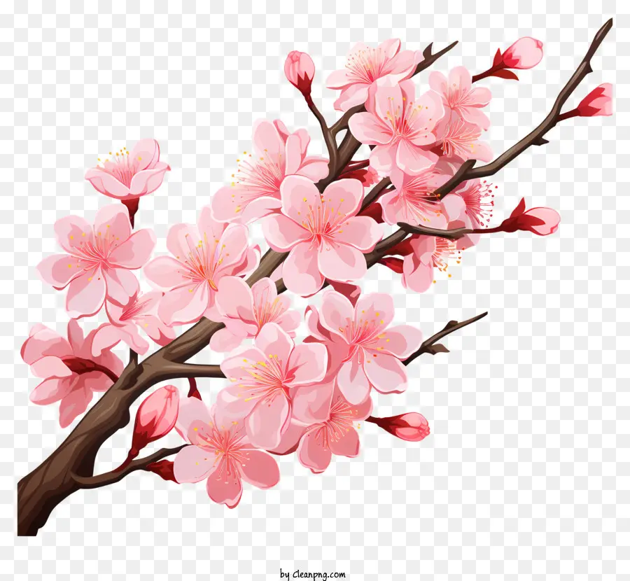 Çiçek Açan çiçeklerle Sakura Kiraz Şubesi，Pembe çiçek Dalı PNG