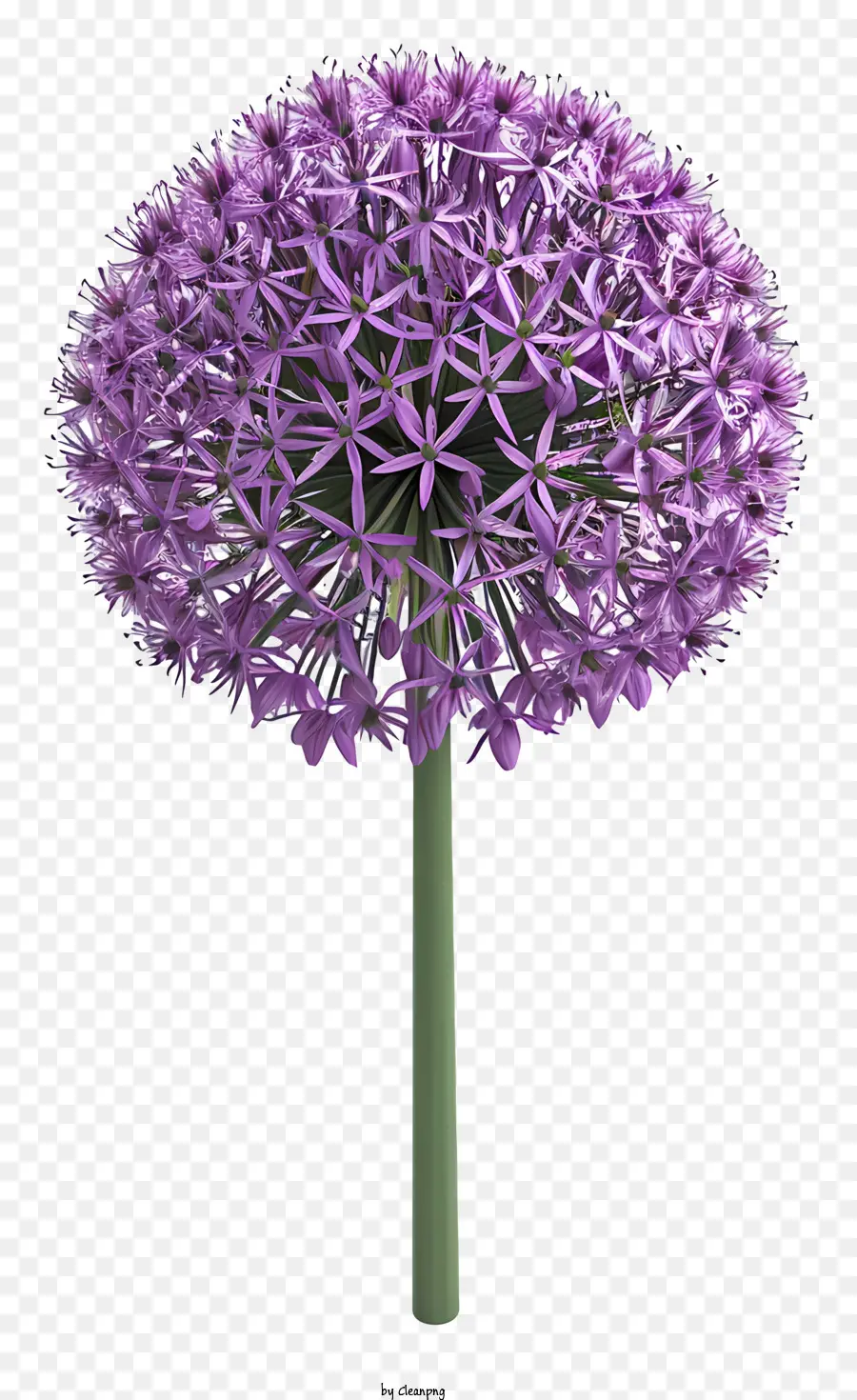 Allium Giganteum，Mor çiçek PNG