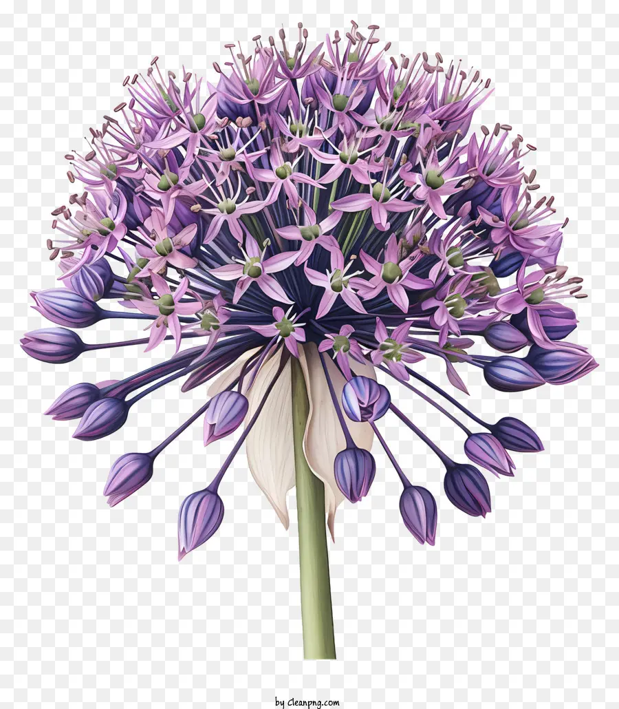 Sarımsak Dev，Mor Aggall Çiçeği PNG