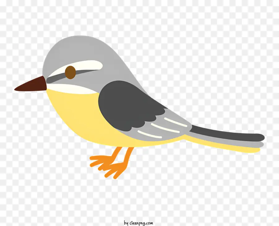 Gri Ve Beyaz Kuş，Sarı Gözler PNG