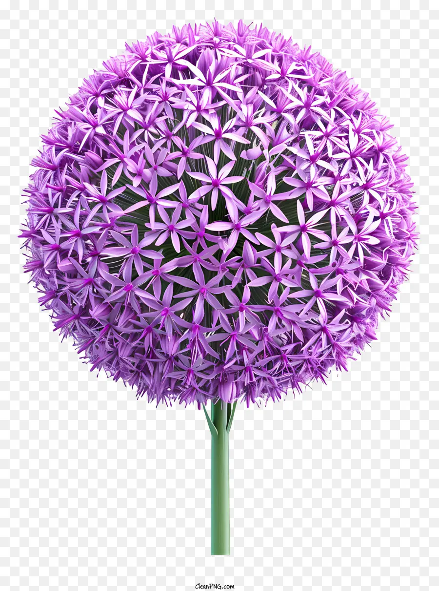 Allium Giganteum，Mor çiçek PNG