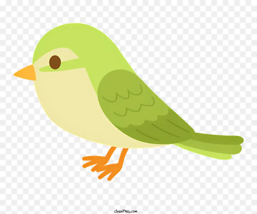 Küçük Yeşil Kuş，Beyaz Gaga PNG