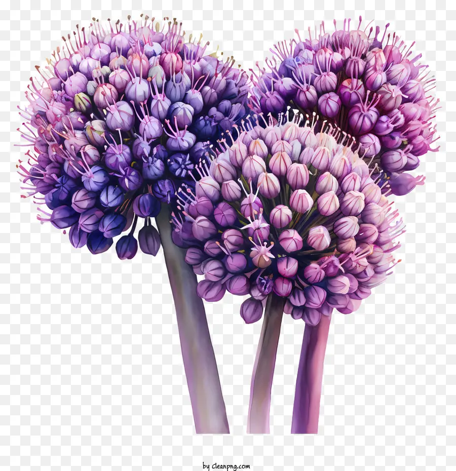 Allium Giganteum，Mor çiçekler PNG