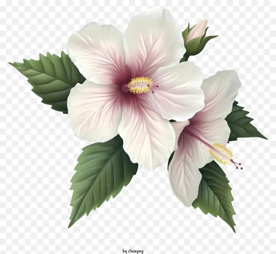 Sharon'un Gerçekçi Gül，Hibiscus çiçek PNG