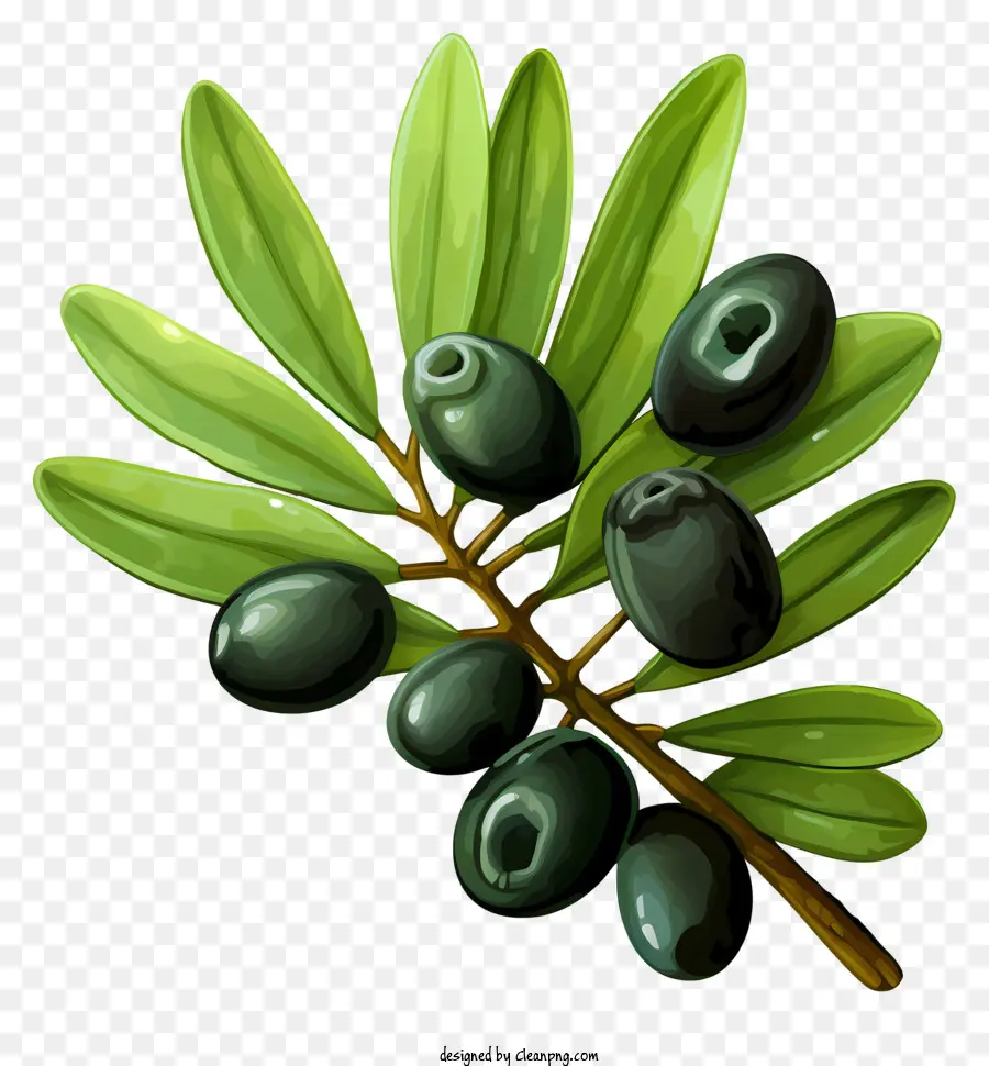 Suluboya Zeytin Dalı，Siyah Zeytin Ağacı PNG