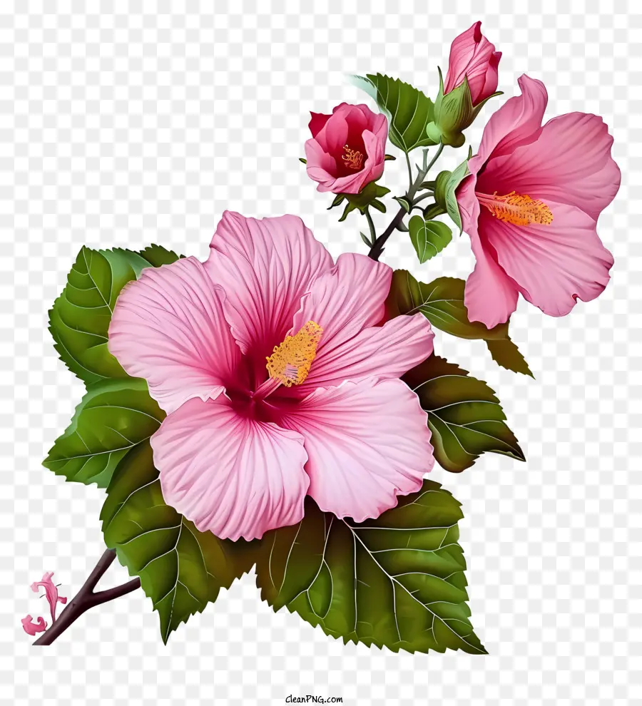 Sharon Gülü，Pembe Hibiscus çiçek PNG