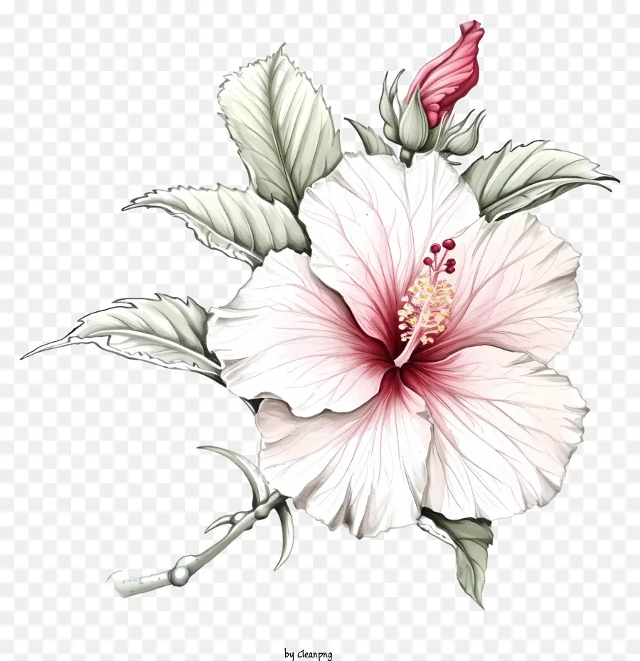 Elle Çekilmiş Sharon，Beyaz çiçek PNG