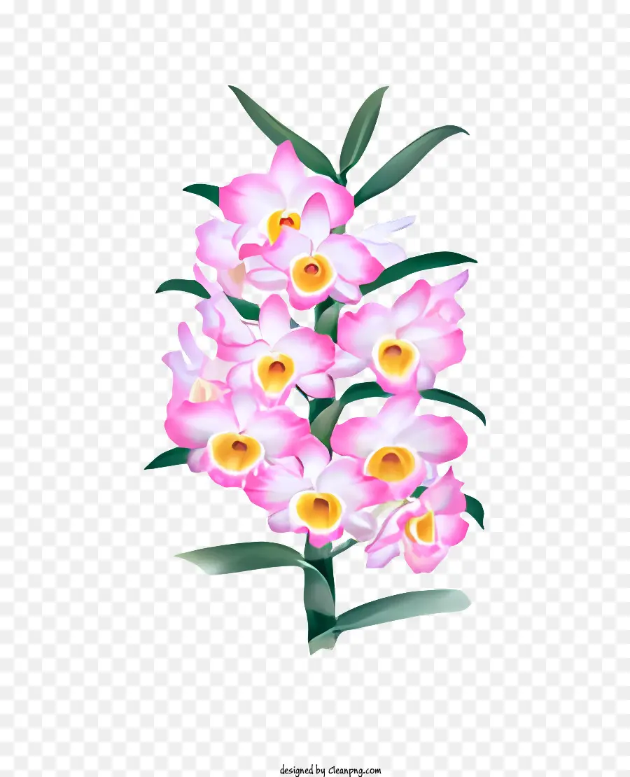 çiçek，Pembe Ve Beyaz çiçek PNG