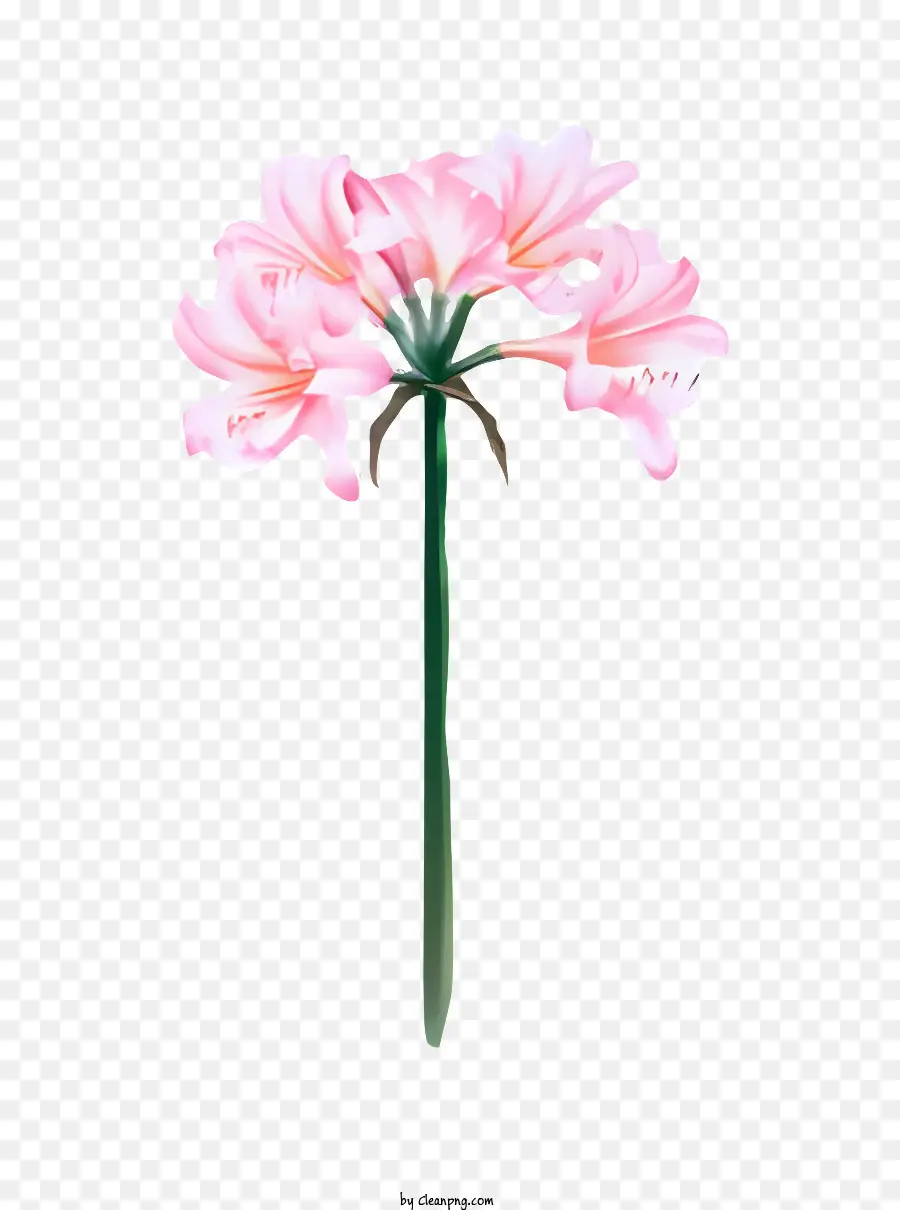 çiçek，Pembe PNG