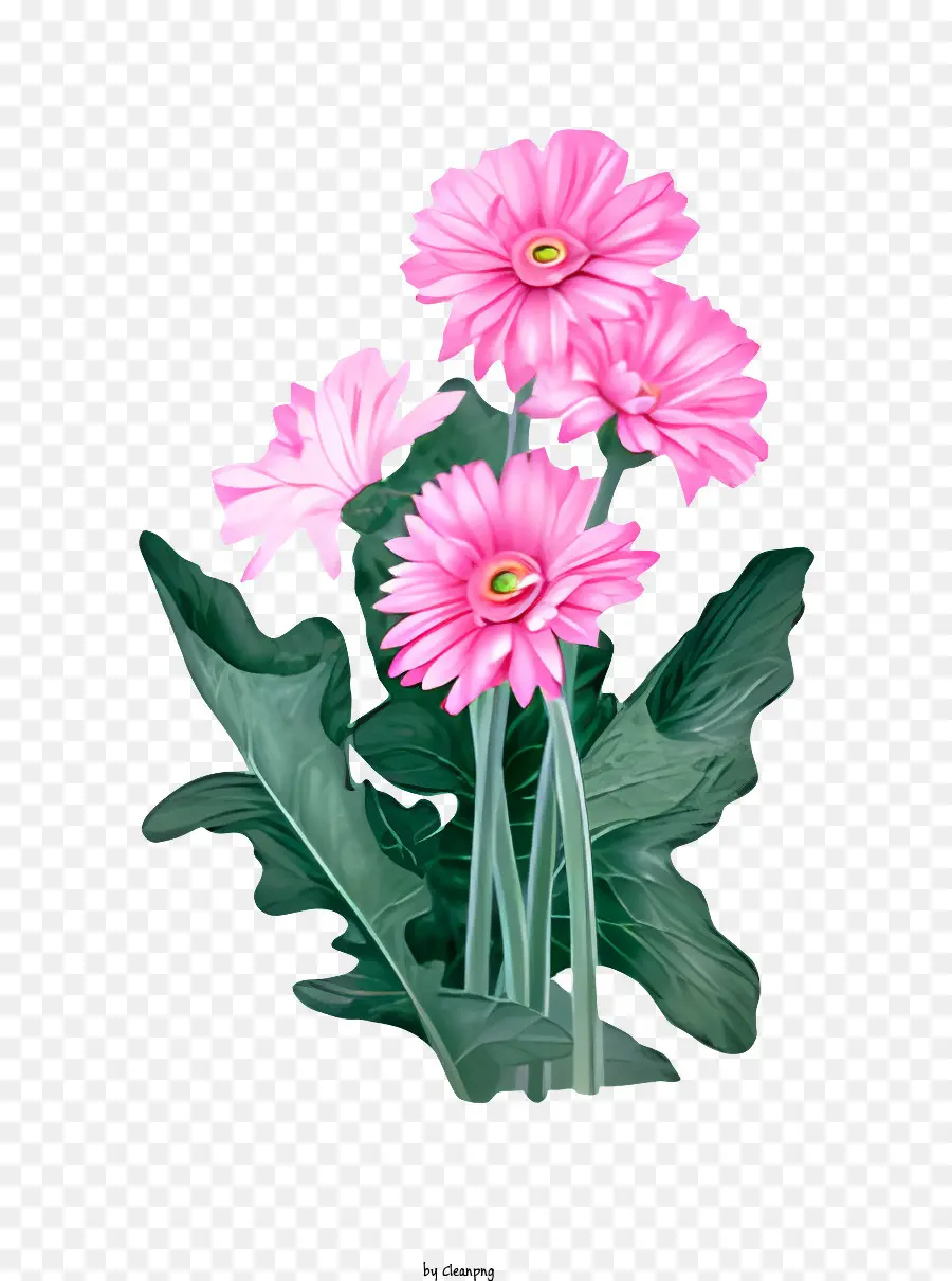 çiçek，Pembe Daisy Çiçekler PNG