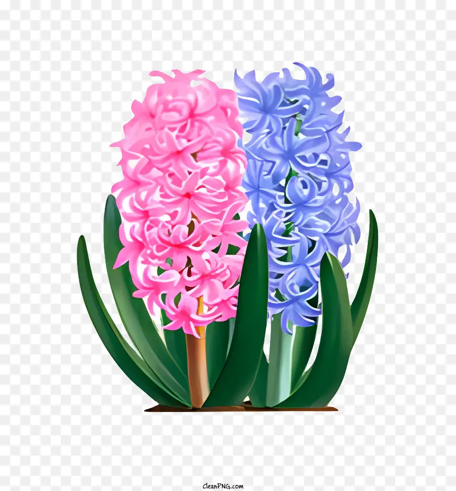 çiçek，Sümbül PNG