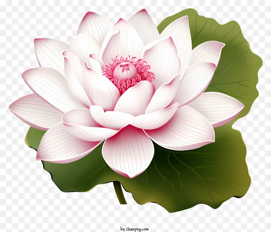 Eskiz Tarzı Lotus çiçeği，Lotus çiçeği PNG