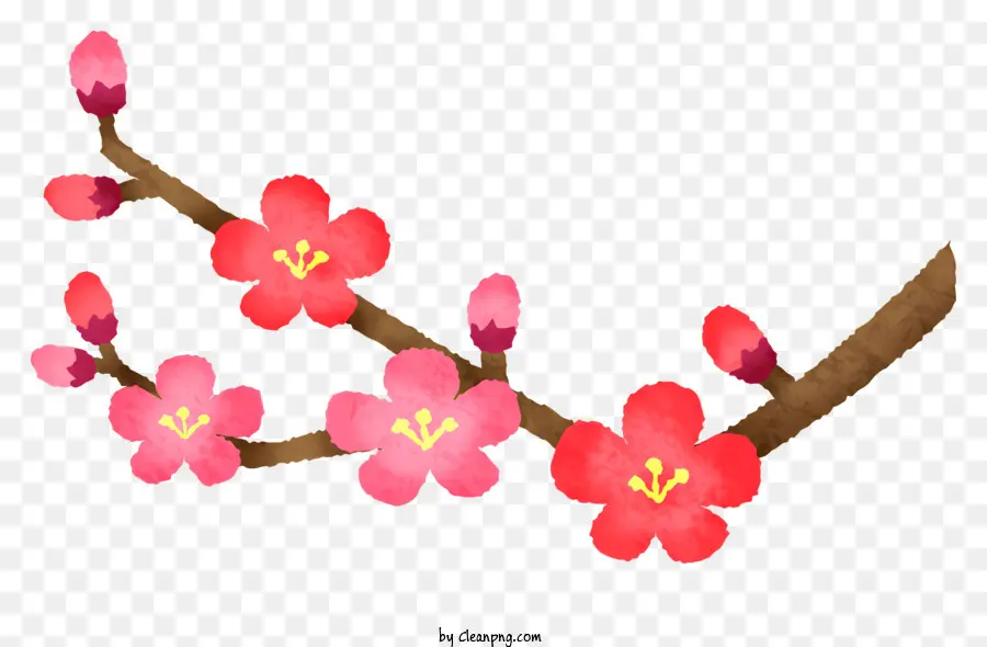 Sakura Çiçekleri，Kiraz çiçekleri PNG