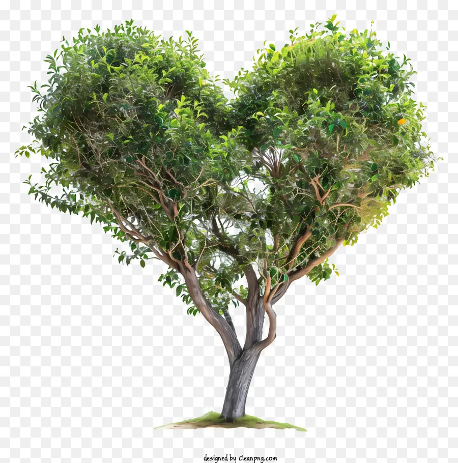 Kalp Ağaç şekilli，Ağaç PNG