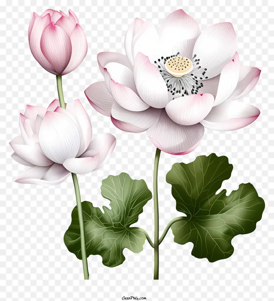 Eskiz Tarzı Lotus çiçeği，Pembe Lotus PNG