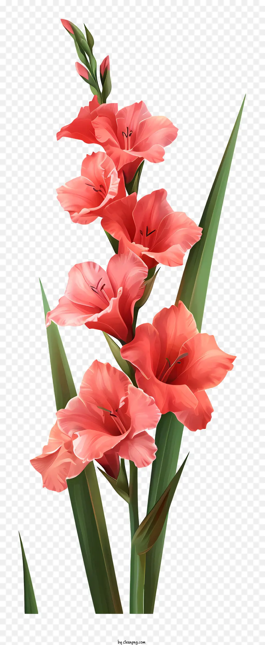 Glayöl，Kırmızı çiçek PNG