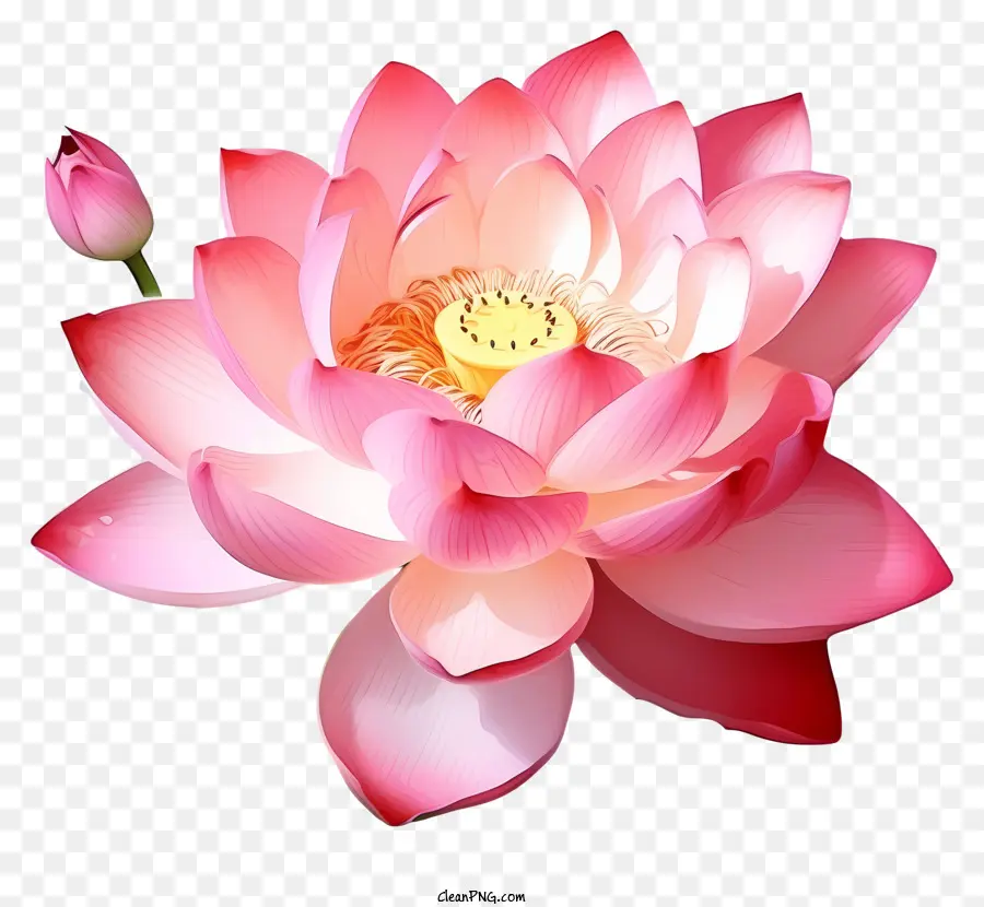 Suluboya Lotus çiçeği，Pembe Lotus Çiçeği PNG