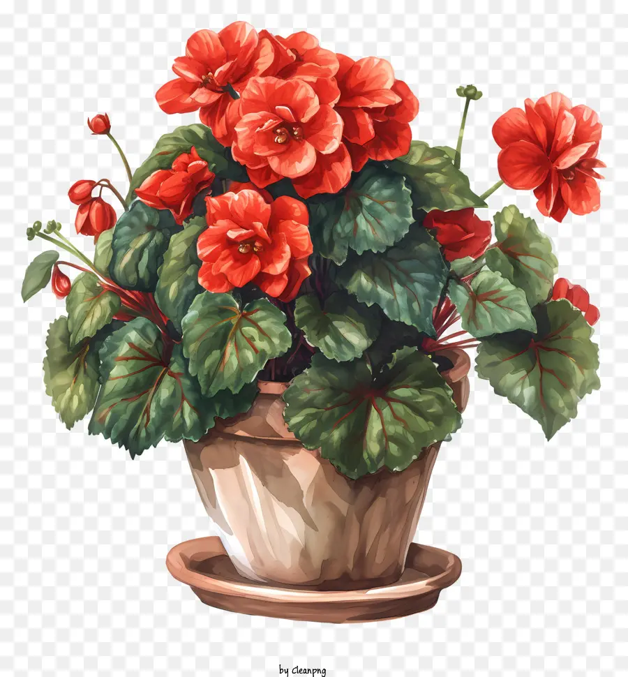 Begonya，Kırmızı çiçek PNG