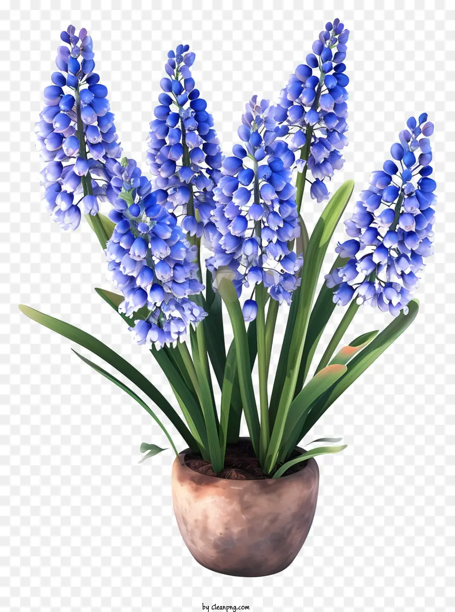 Gerçekçi 3d üzüm Sümbülü，Mavi çiçek PNG