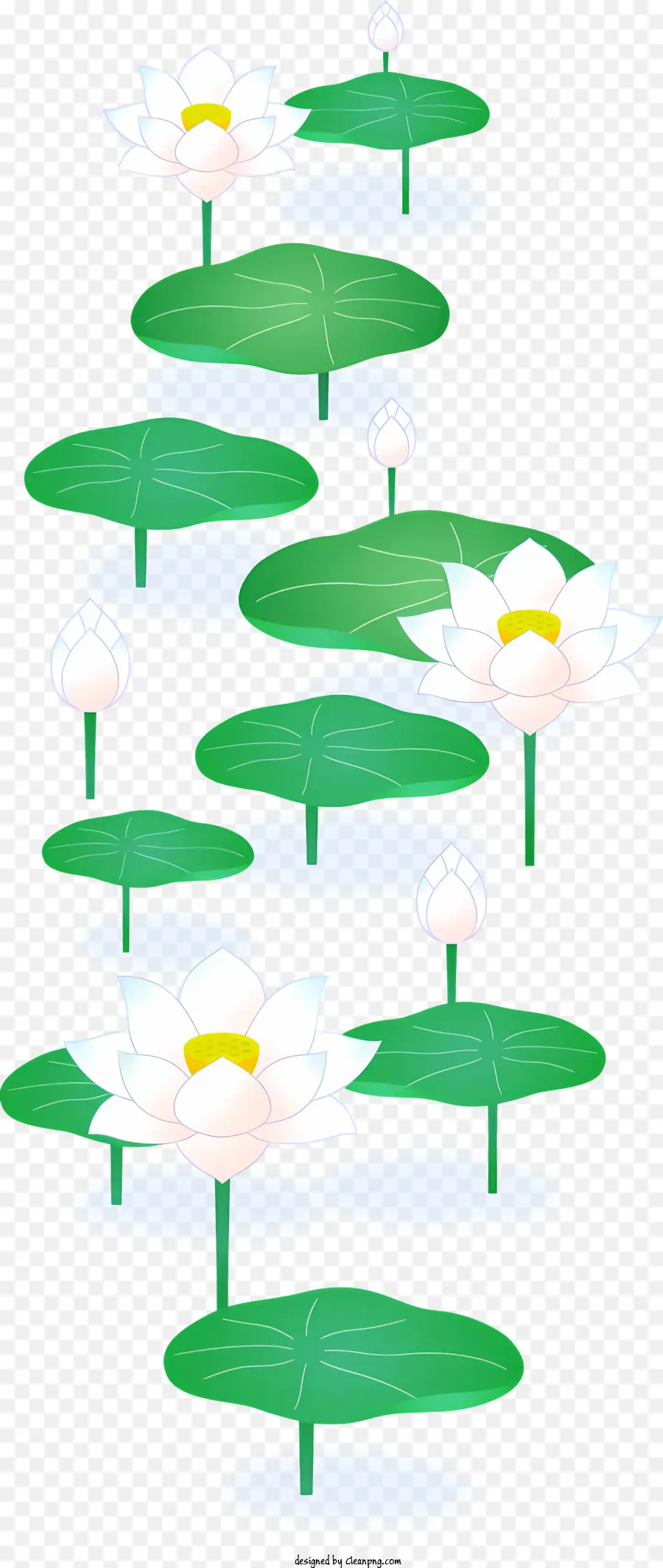 Lotus çiçeği，Beyaz Lotus Çiçekleri PNG