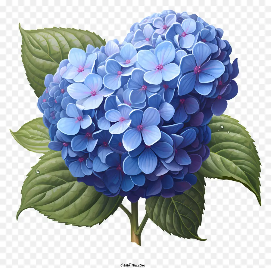 Gerçekçi Stil Ortanca çiçeği，Mavi Hylantha PNG