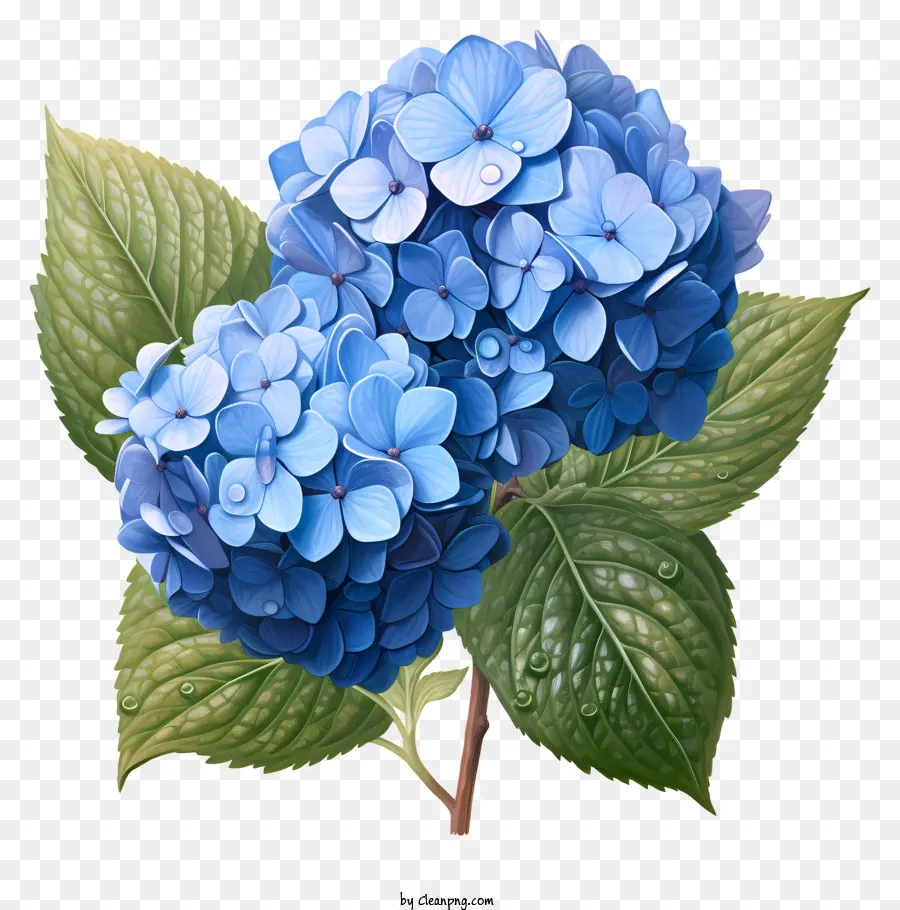 Gerçekçi Stil Ortanca çiçeği，Mavi Ortanca PNG