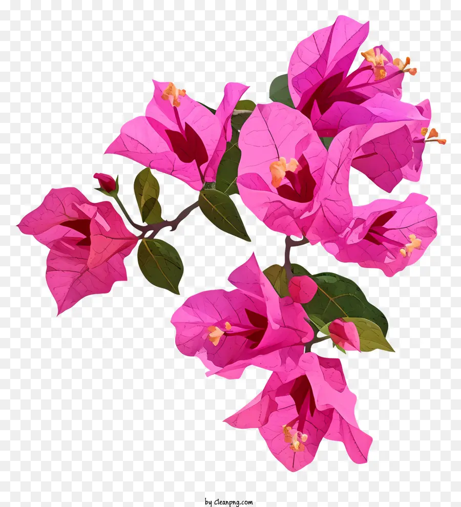 Bougainvila Resim，Begonvil PNG