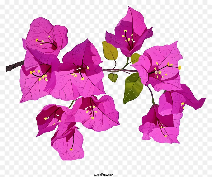 Bougainvila Resim，Pembe çiçekler PNG