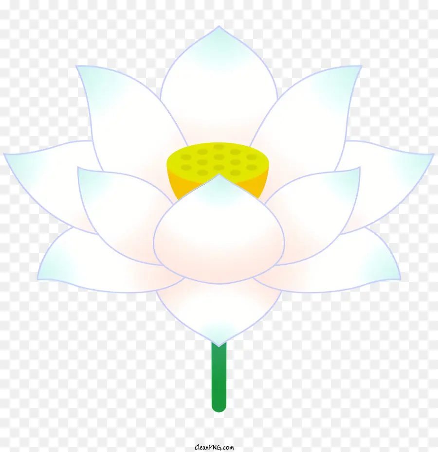 Lotus çiçeği，Beyaz Lotus PNG