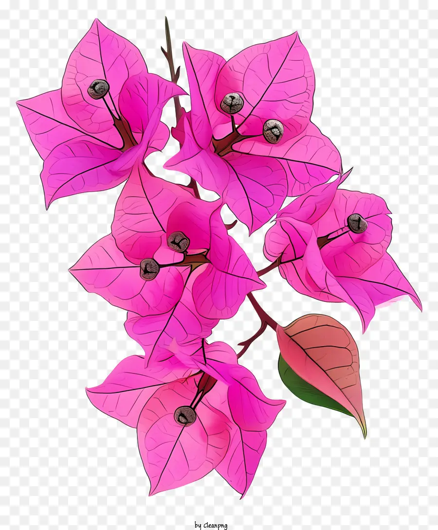 Bougainvillea Çiçek，çiçek Buketi PNG