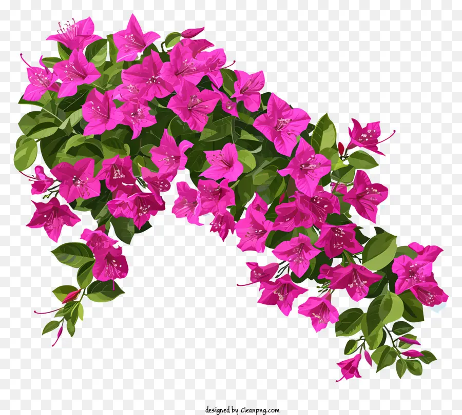 Bougainvillea Basit Vektör Sanatı，Buket PNG