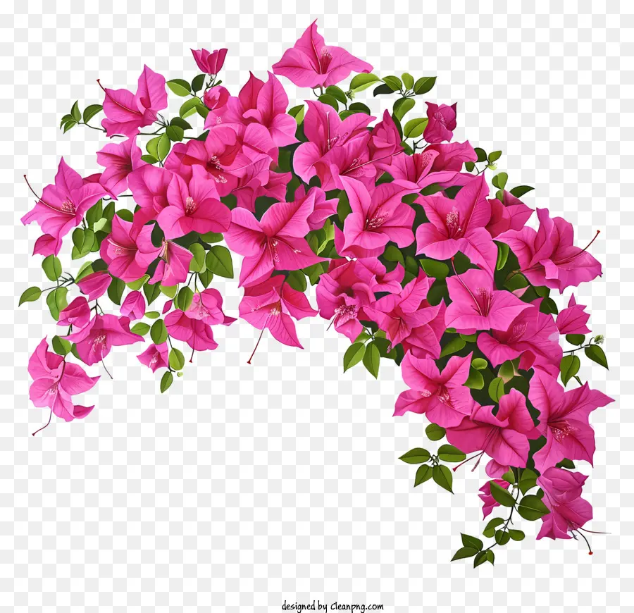 Bougainville Resim，Pembe Buket çiçek PNG