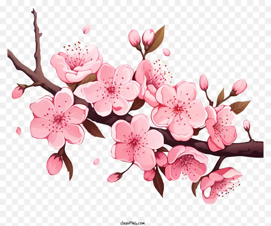 Elle çizilmiş Kiraz Dalı çiçeği，Kiraz çiçekleri PNG