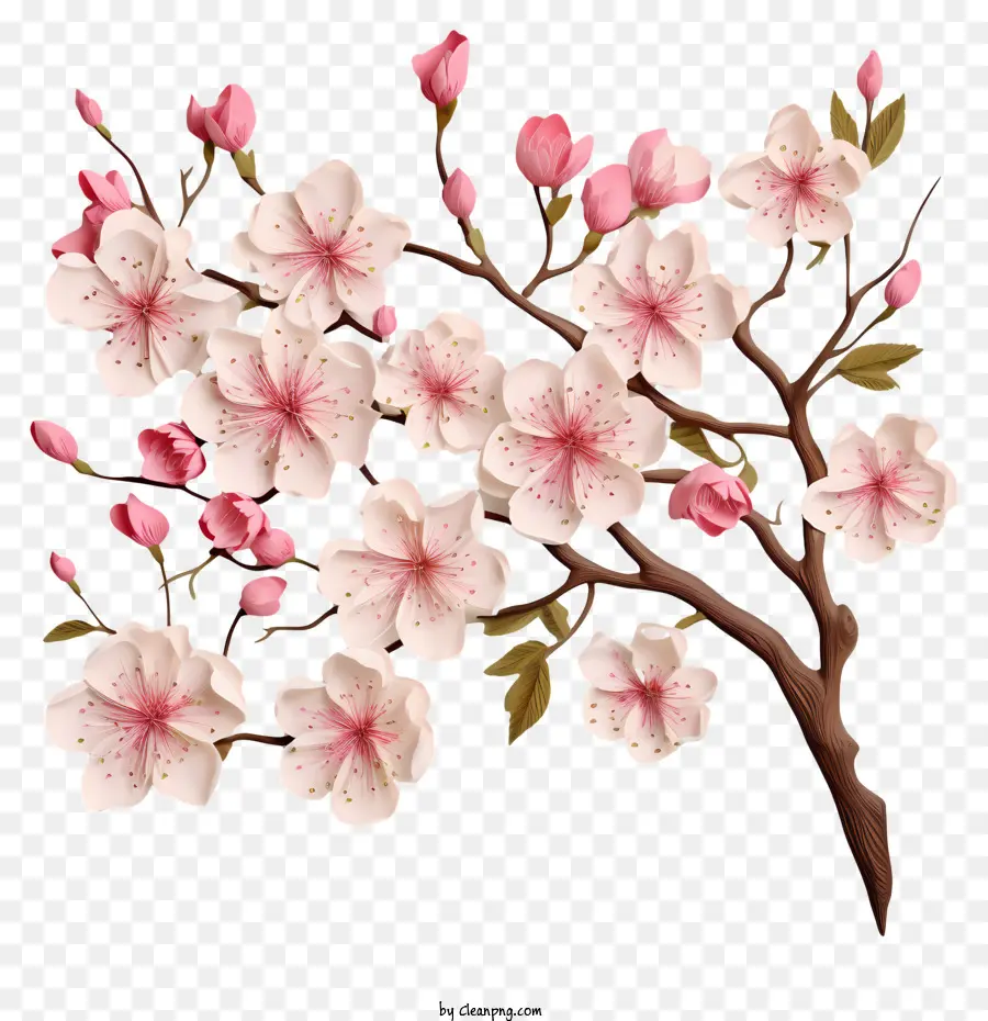 Kiraz çiçekleri Ile Boş Kağıt，Ağaç Dalı PNG