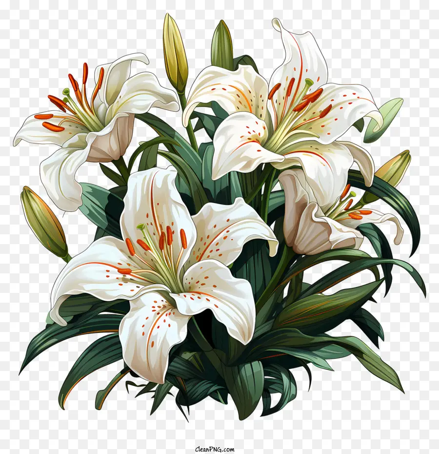 Paskalya Lily，Buket PNG