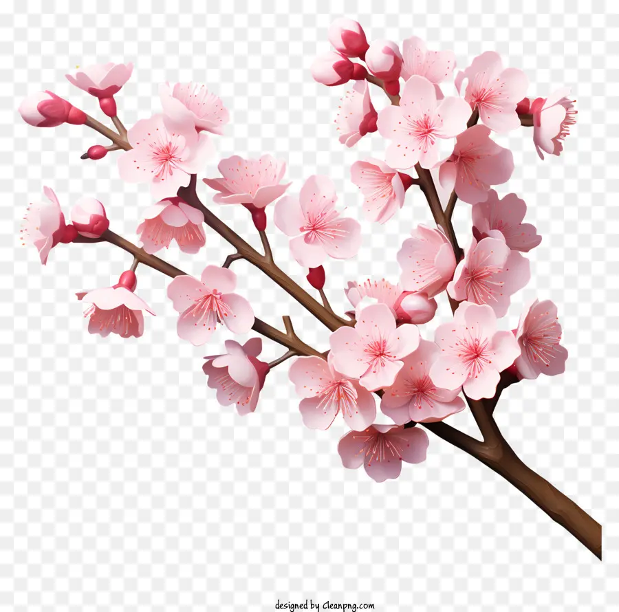 Gerçekçi 3d Tarzı Kiraz Dalı çiçeği，Kiraz çiçekleri PNG