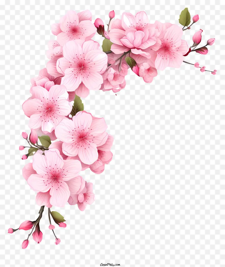 Kiraz çiçekleri Ile Boş Kağıt，Pembe çiçek Aranjmanı PNG