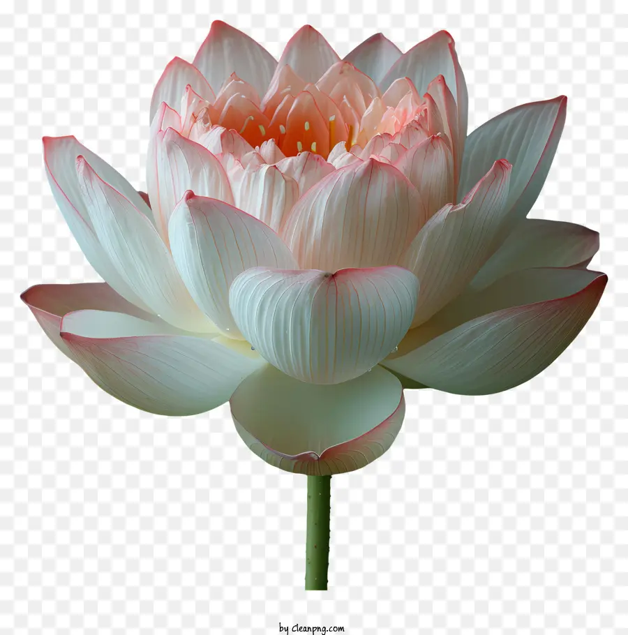 Lotus çiçeği，Beyaz Lotus çiçeği PNG