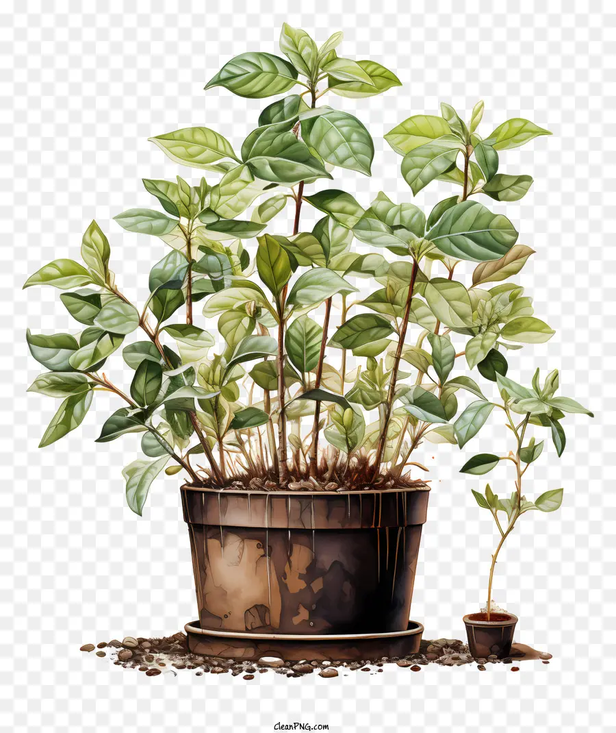 Kahve Bitki，Saksı Bitkileri PNG