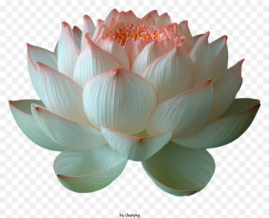 Lotus çiçeği，Beyaz Lotus PNG