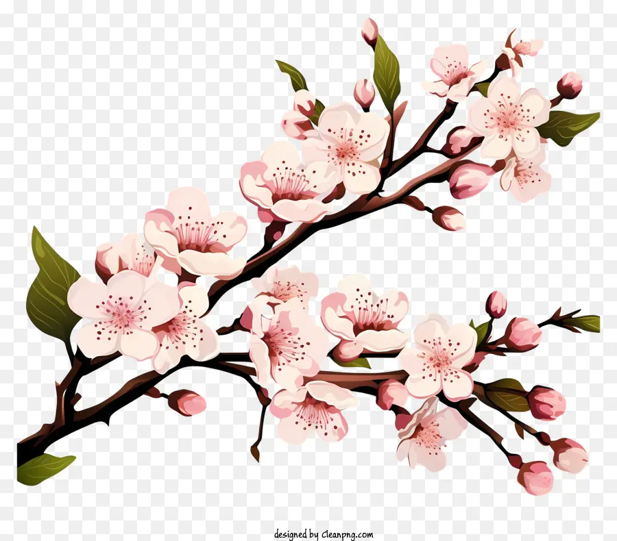 Doodle Tarzı Kiraz Dalı çiçeği，Sakura Blossom PNG