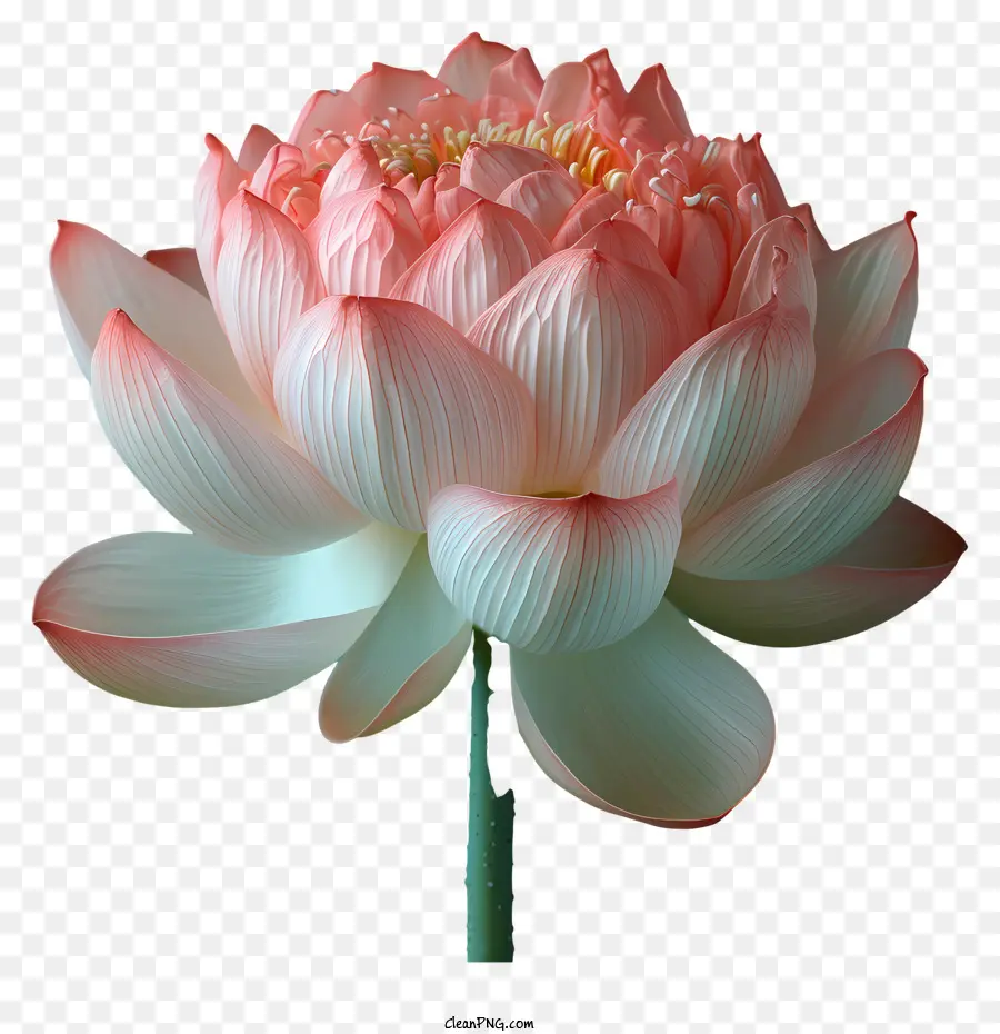 Lotus çiçeği，Pembe Lotus Çiçeği PNG